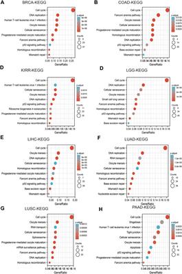 Comprehensive Analyses of the Immunological and Prognostic Roles of an IQGAP3AR/let-7c-5p/IQGAP3 Axis in Different Types of Human Cancer